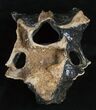 Woolly Rhinoceros Vertebra Bone - Late Pleistocene #3445-1